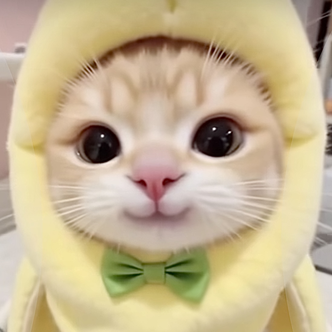 토 란
