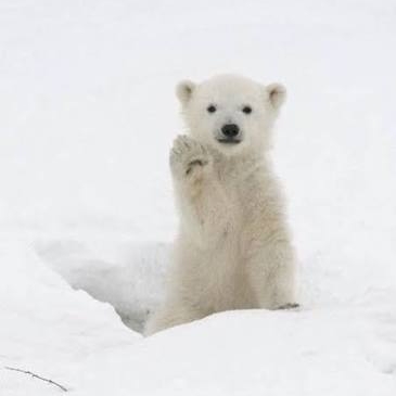 피모하는 북극곰