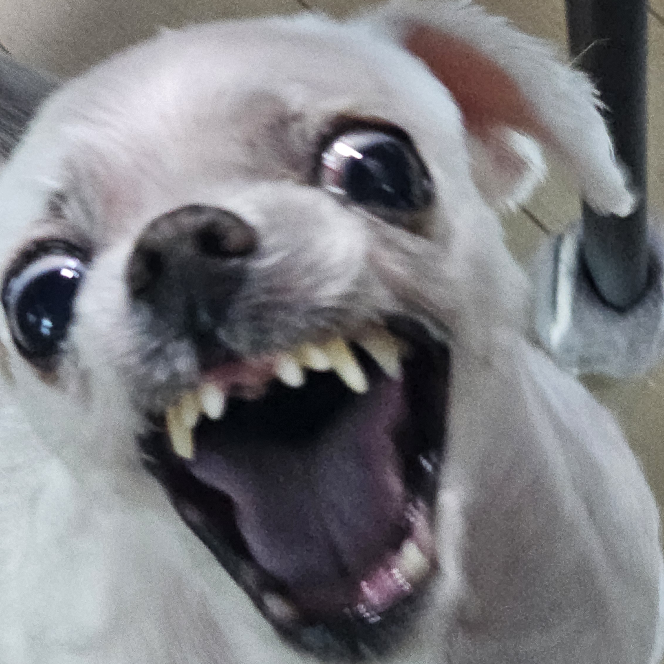 황고놈