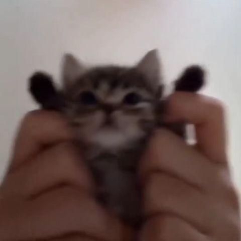 qkqkaqk