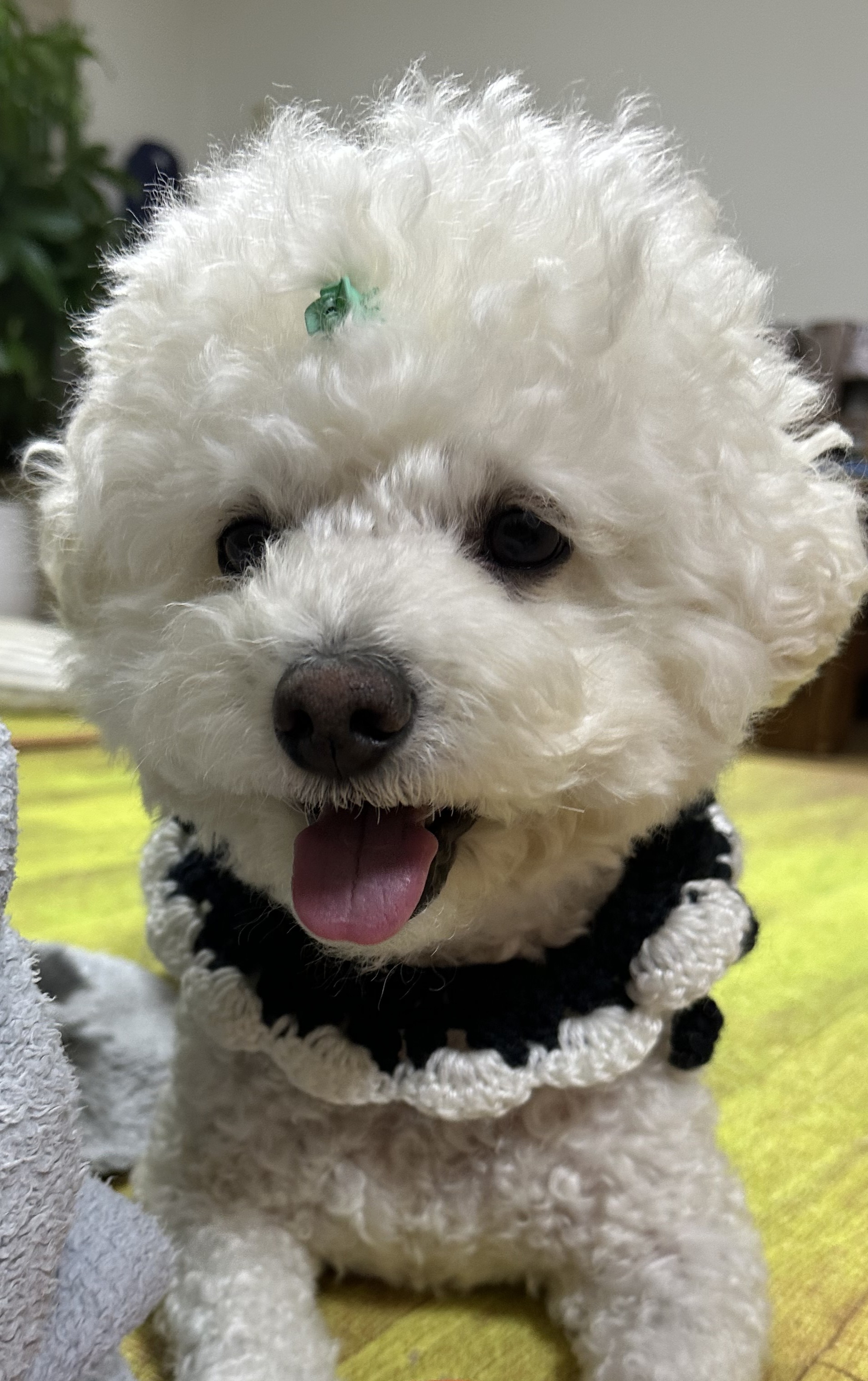 재피재피