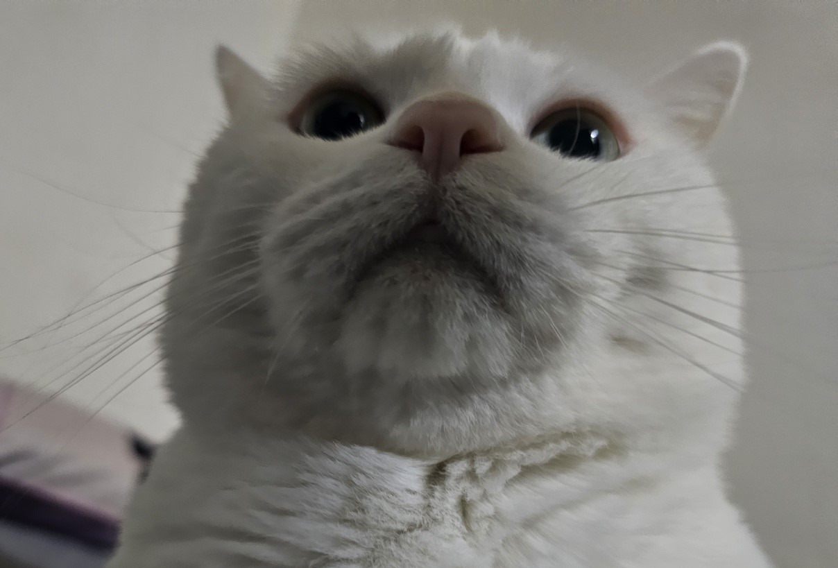 이동백