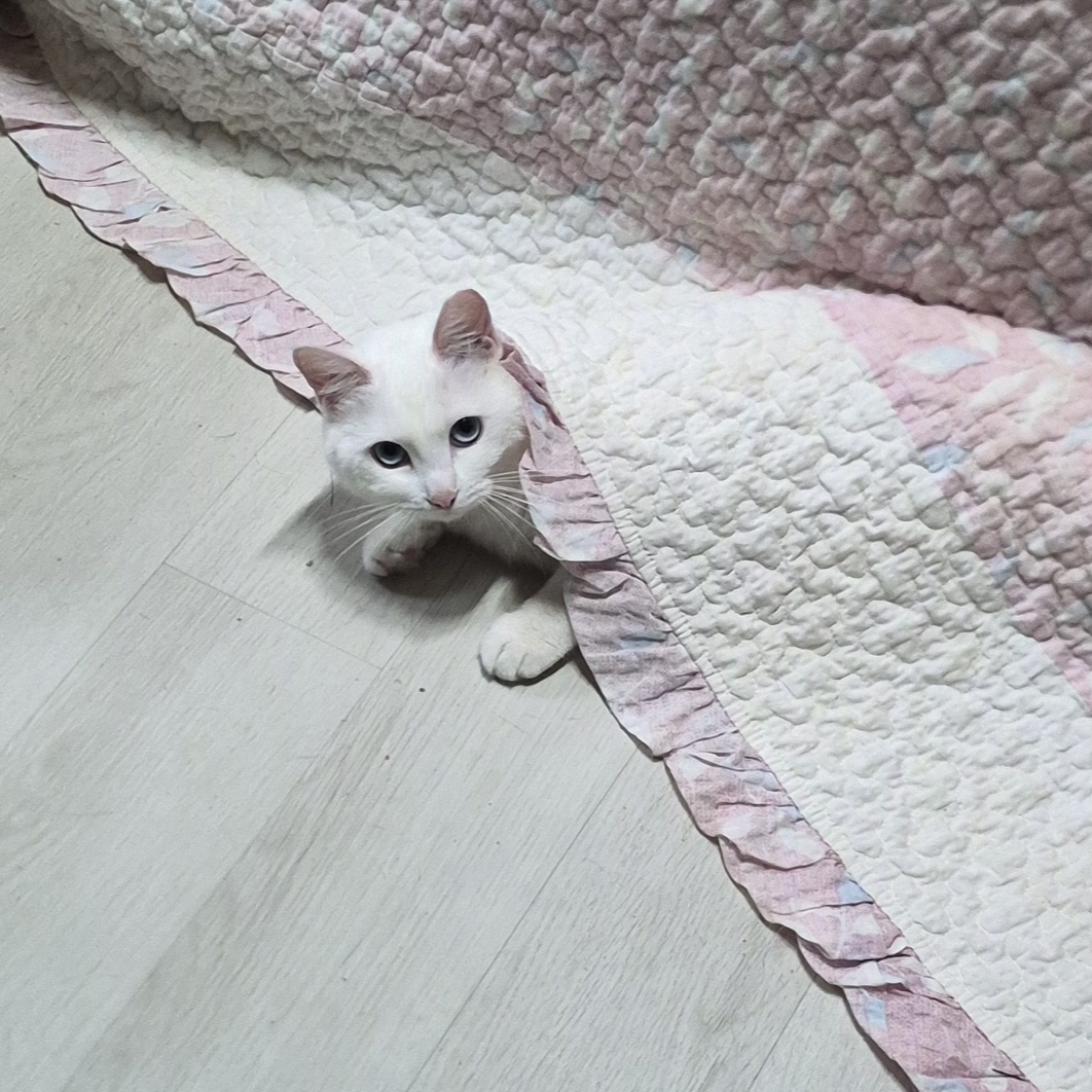 안티오