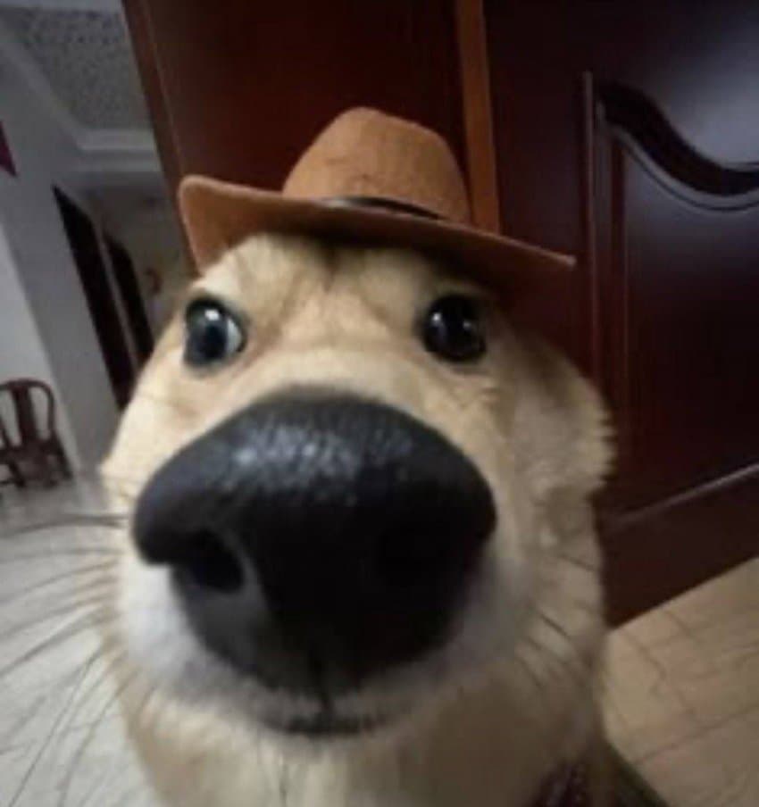 한계대학생