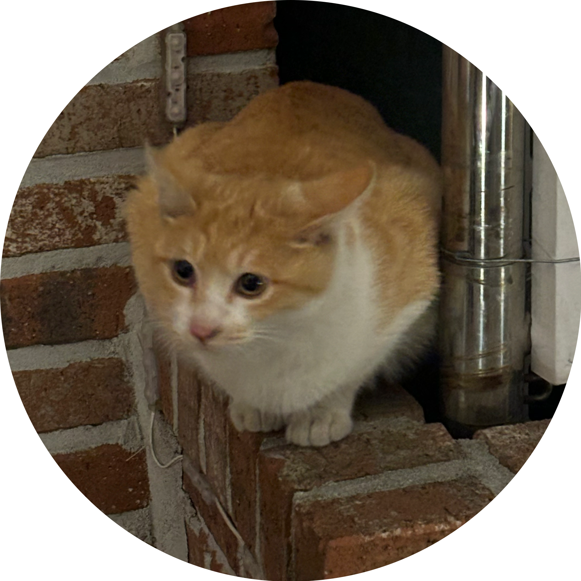 하 나람