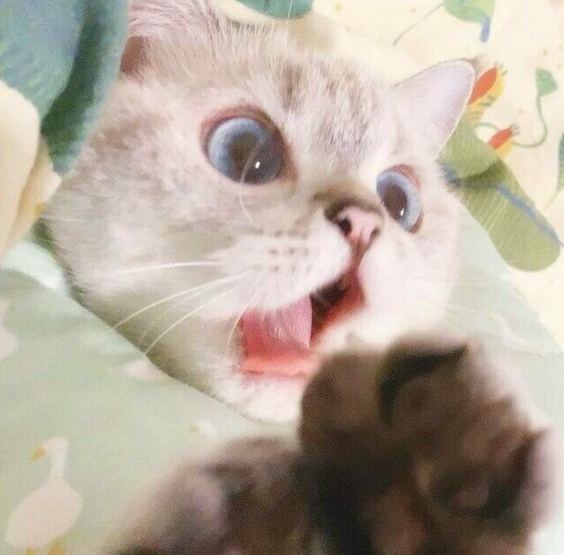 너츠이터너츠도둑