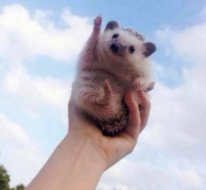 키시오 프로필 사진