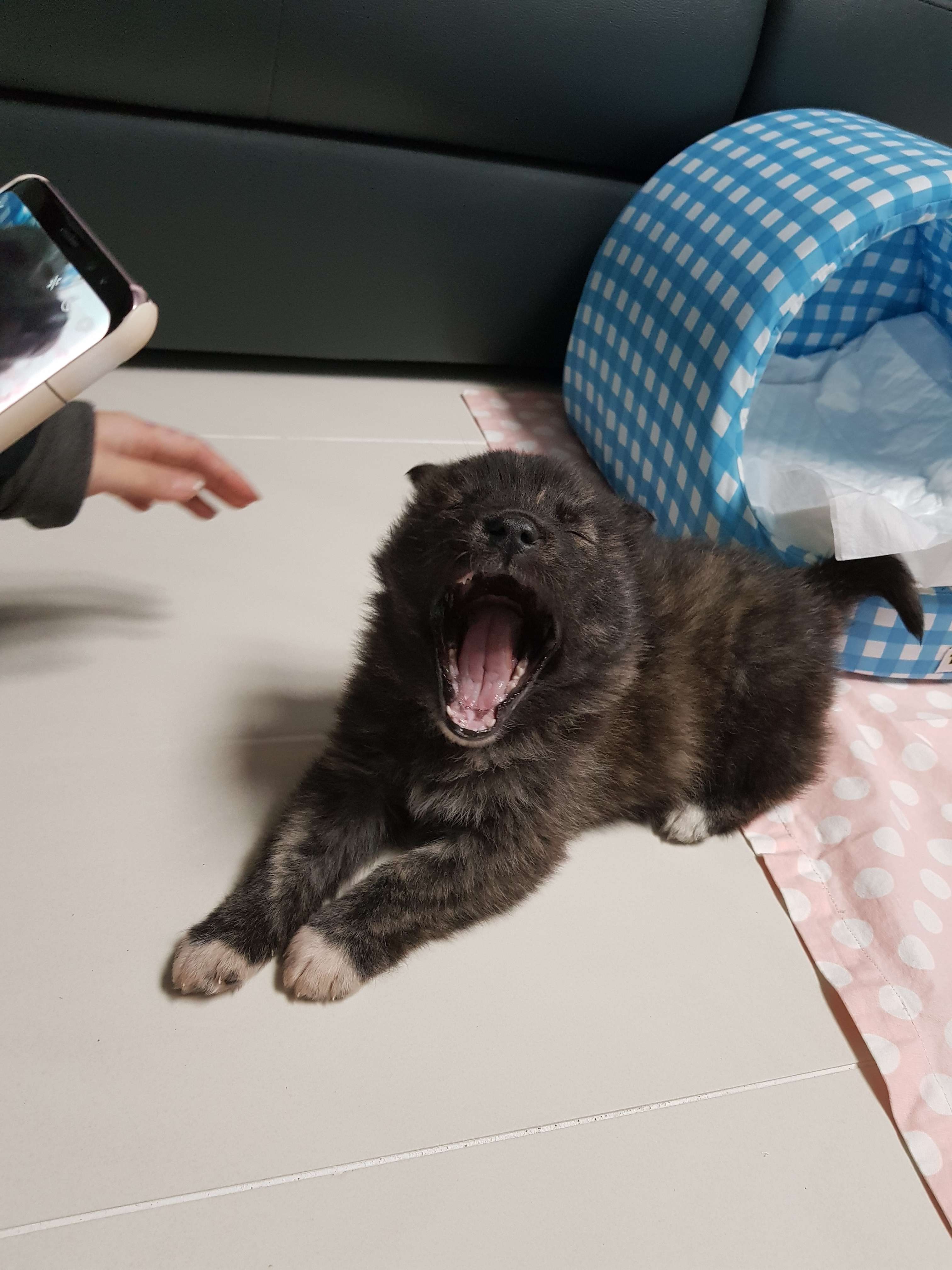 하품하는 곰이쒸