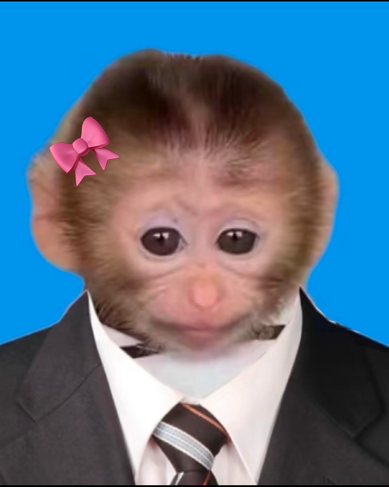 세일러콩