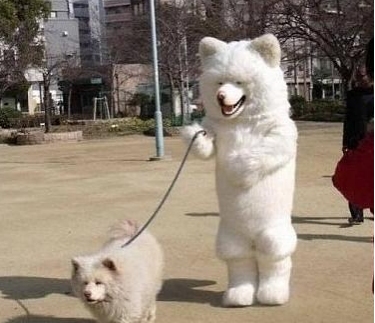 게임못하는벌레유기견