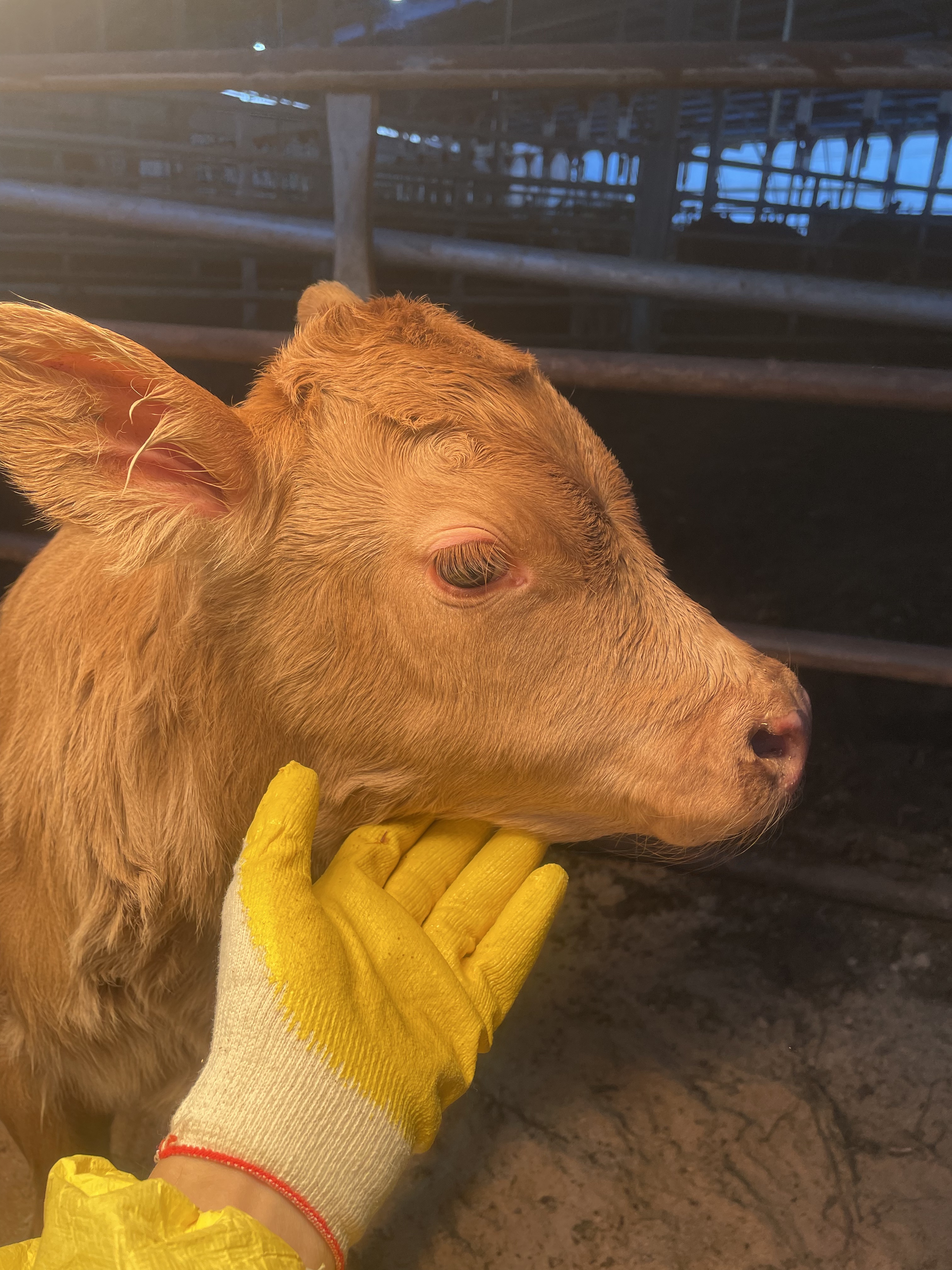 육봉마을송아ㅈ1