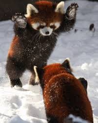 죽음의호전광레서판다