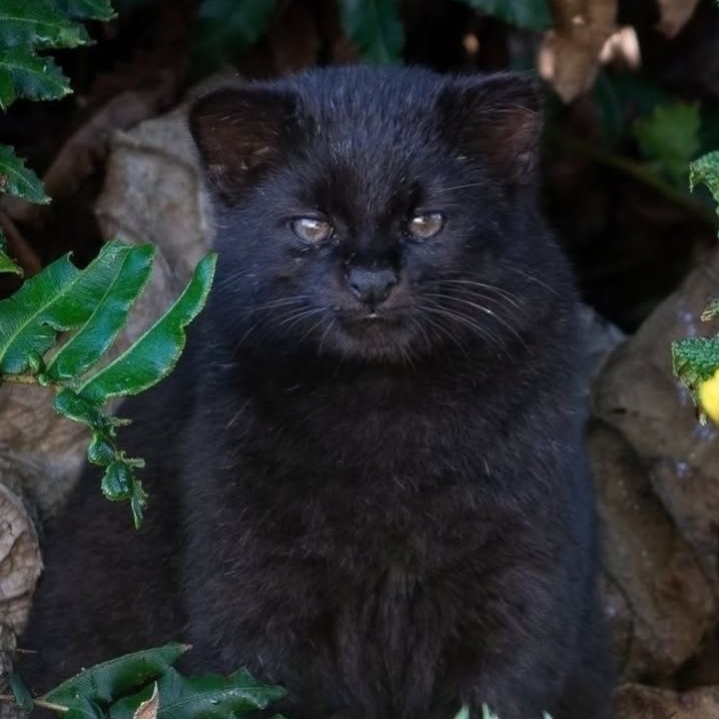 검정냥이 l zero l