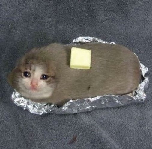 버터와고양이