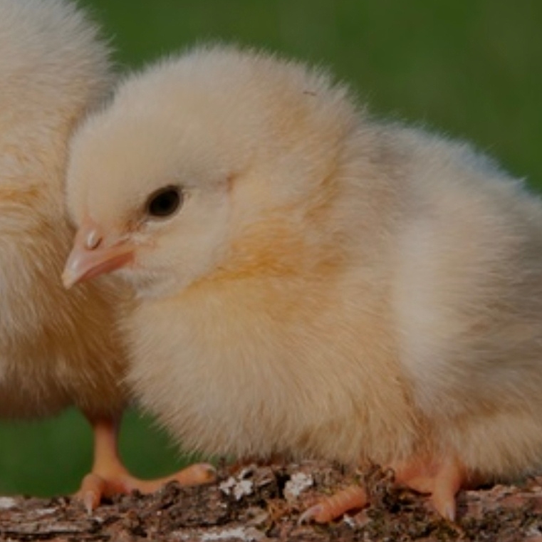 삐야아아아아약