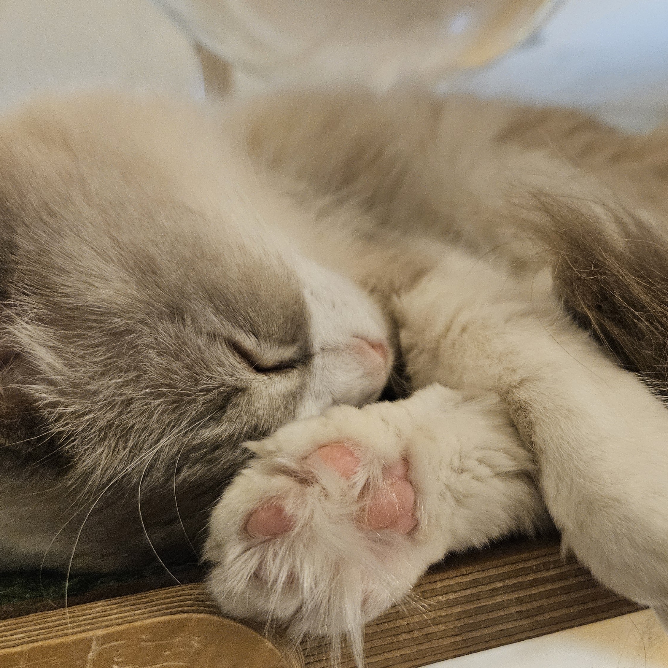 애옹애옹 고양이