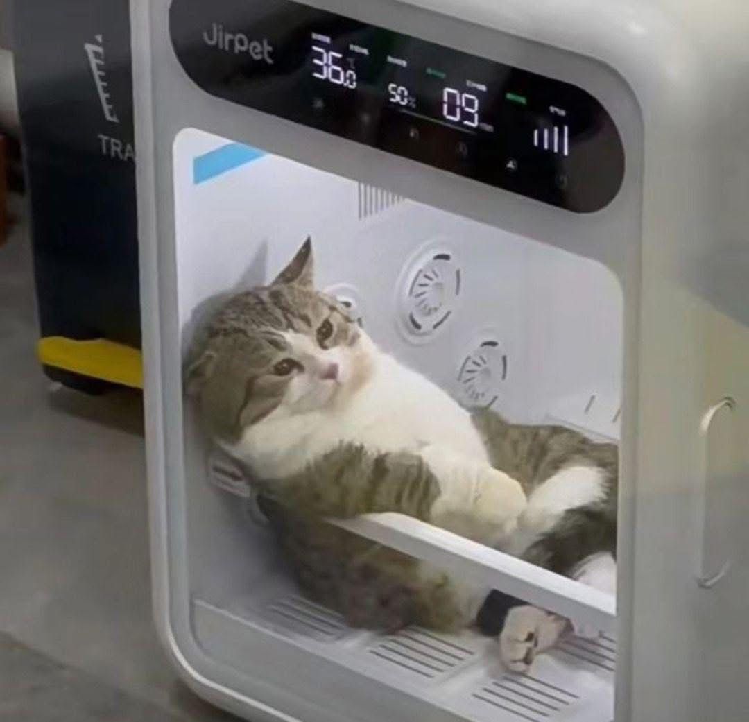 천하태평 고양이 2716882