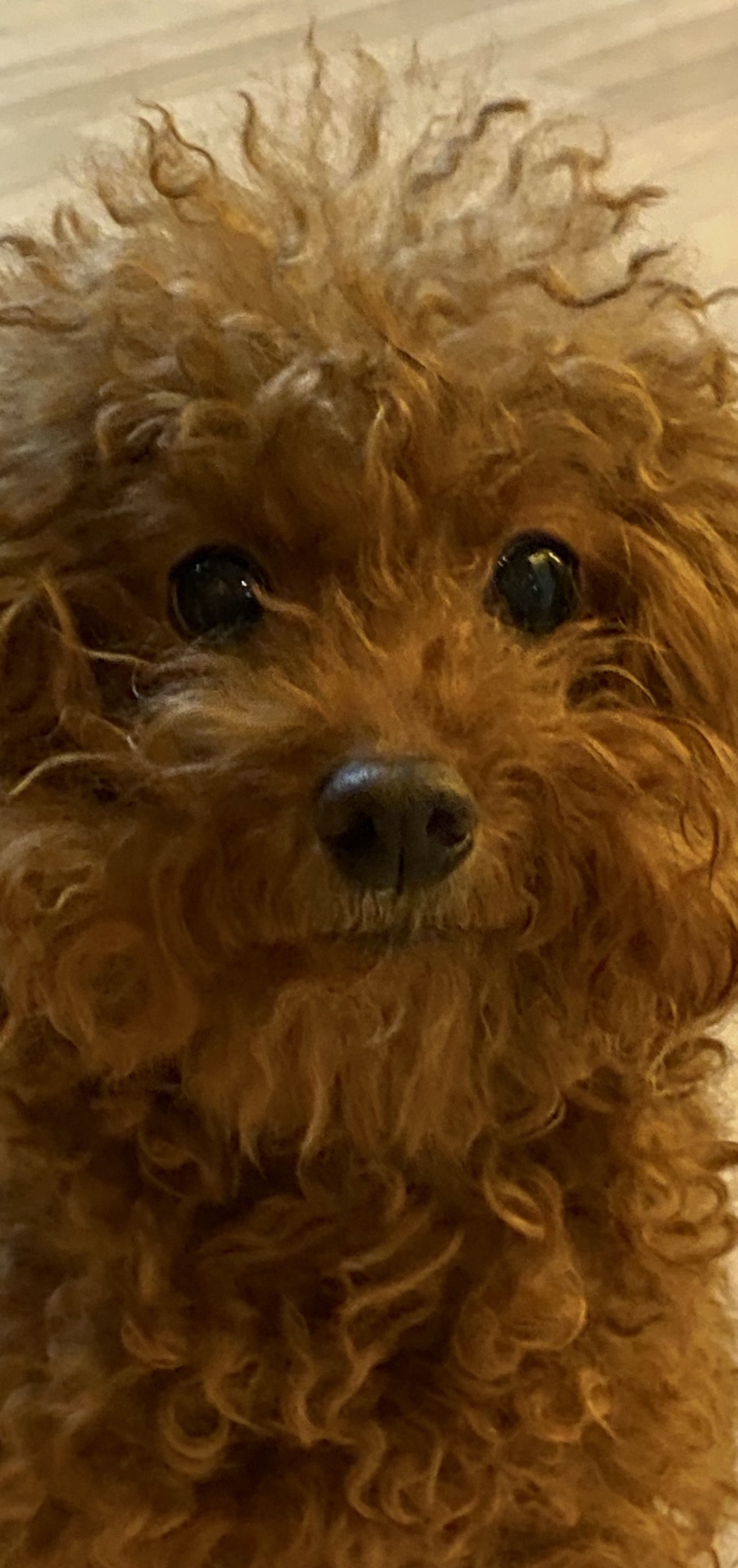 초코키우는젬스밀너