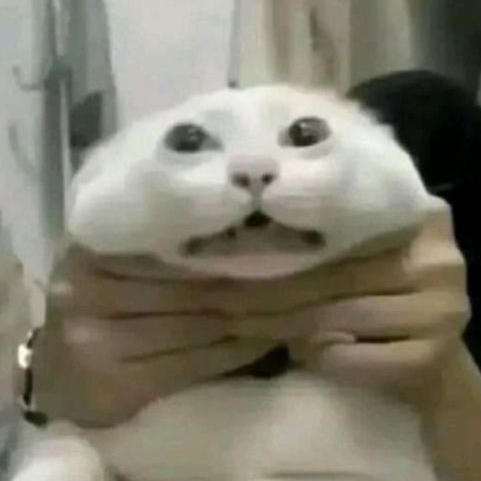 south fxxxing korean