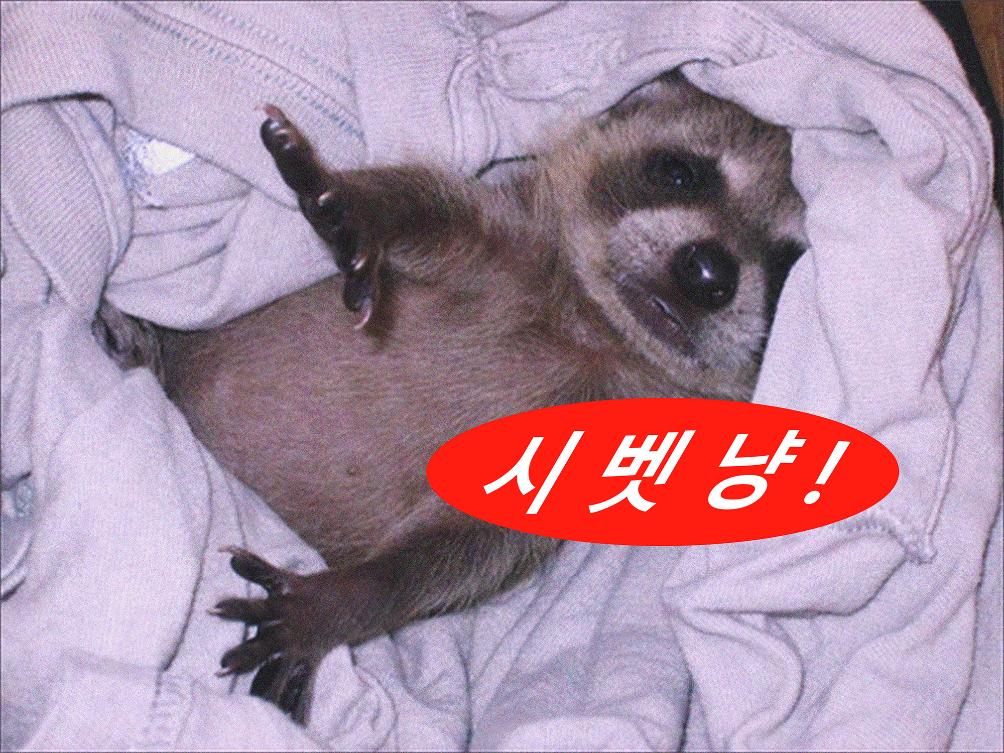 게으른 쿠키 7317822