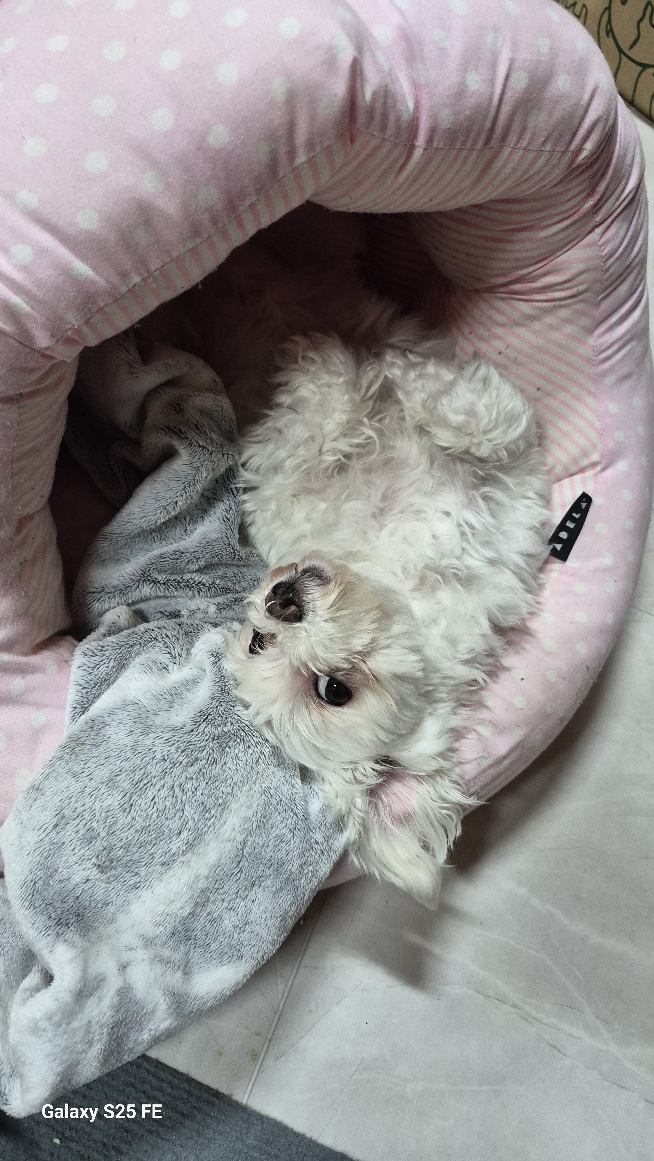 백규