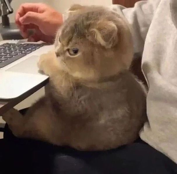AHne아네