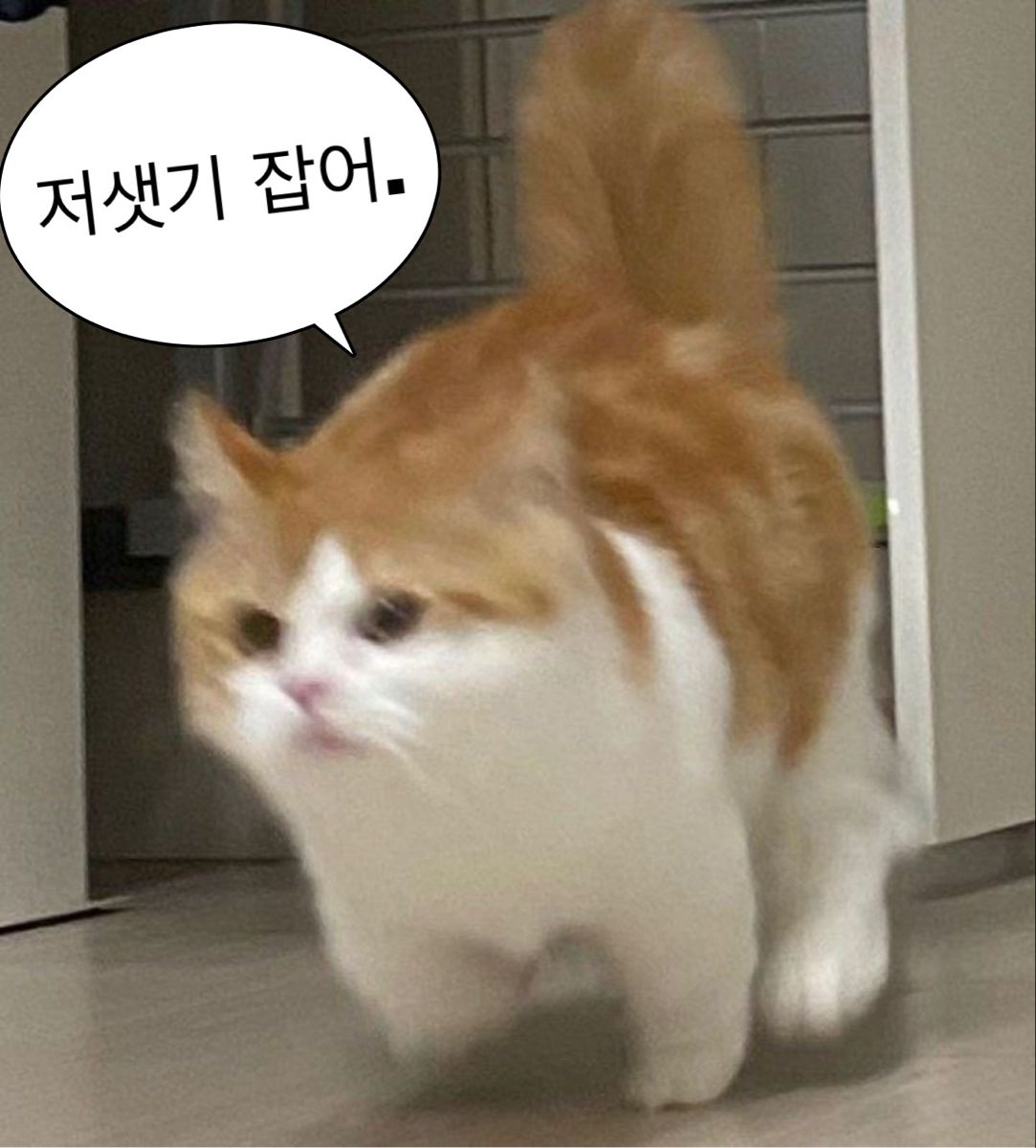 무능한길냥이