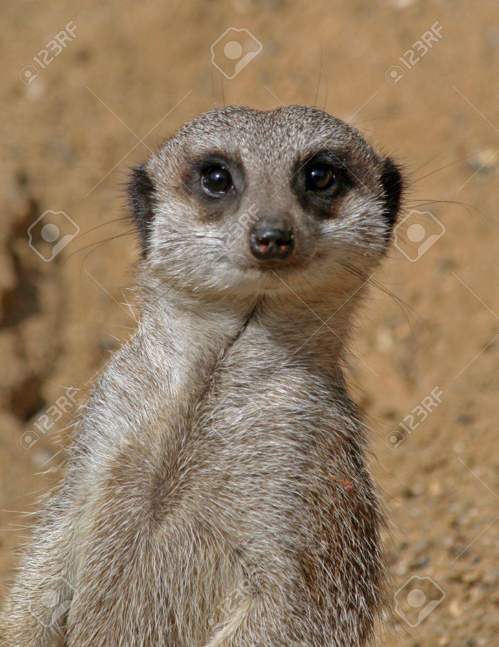 공부하는 미어캣