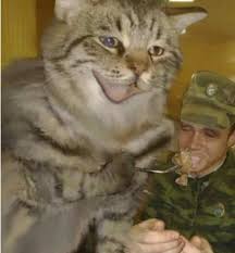 짬타이거의 역습