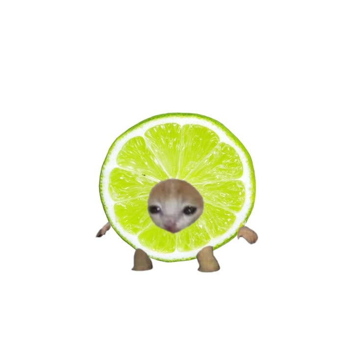 오디KD